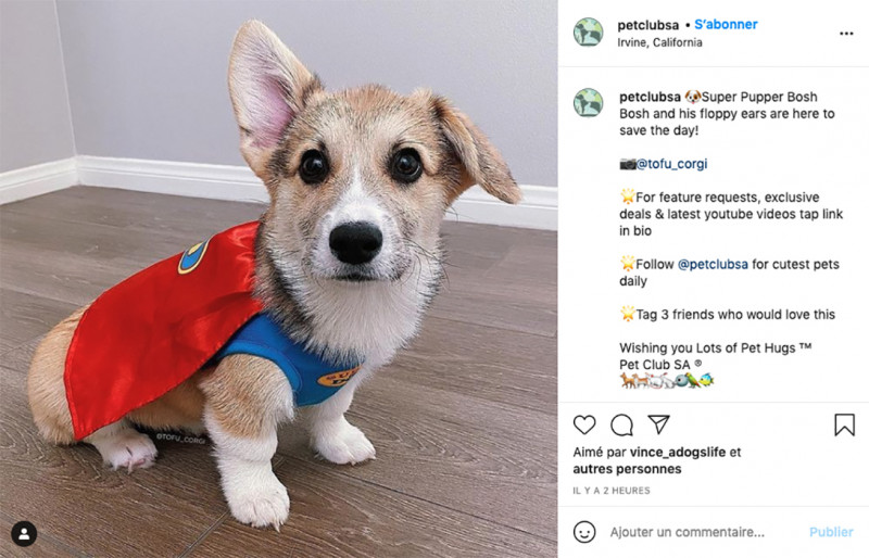 Cat or dog? Which animal rules Instagram around the world?