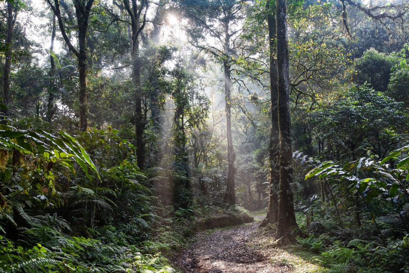 Letter – World Wildlife Day: Put the planet before profits – Meenakshi Raman