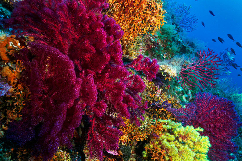 A coral's colour may tell of its resilience to climate change: study